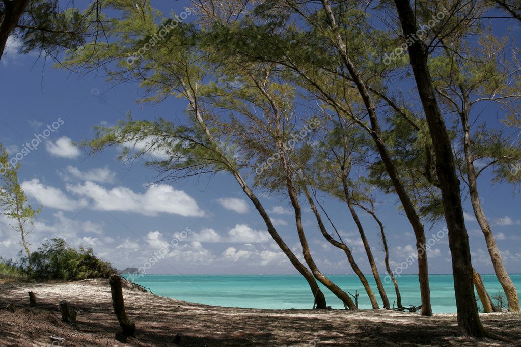 Summer nature view with palm trees on the beach near the sea under blue