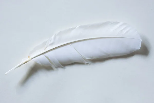 Swan Feather — Stock Photo, Image