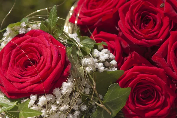 Czerwone róże naturalne tło — Zdjęcie stockowe