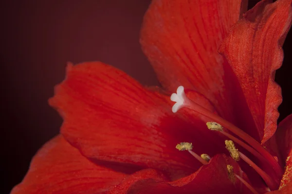 Lirio rojo sobre fondo negro — Foto de Stock