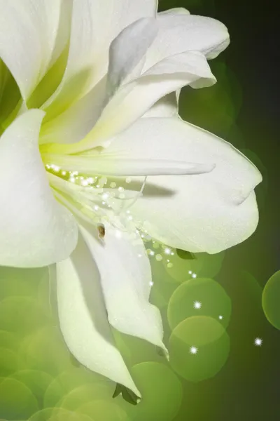 White lily on a green background — Stock Photo, Image