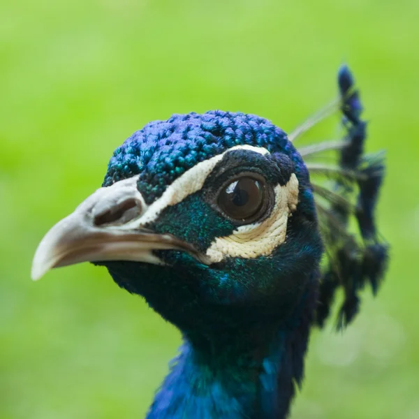 Angry Peacock closeup — Stock Photo, Image