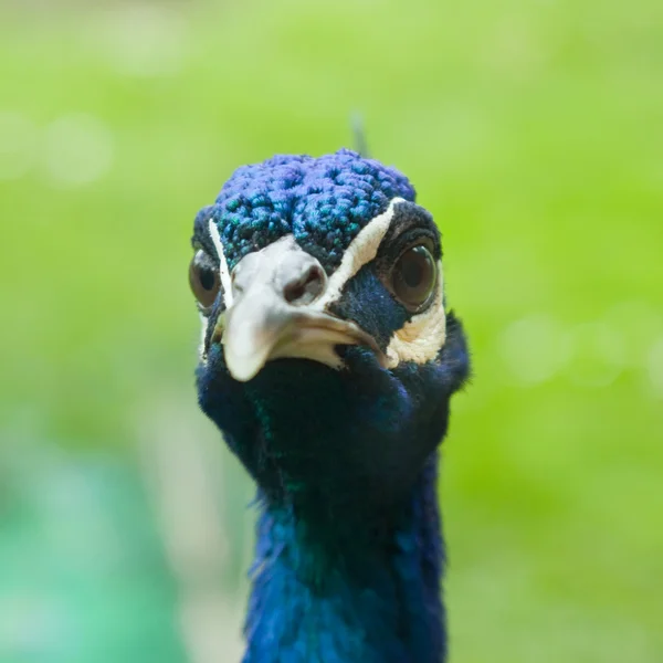 Angry Peacock closeup — Stock Photo, Image