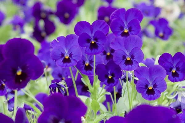 Purple pansies — Stock Photo, Image