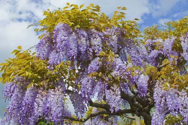 Lluvia azul japonesa — Foto de Stock