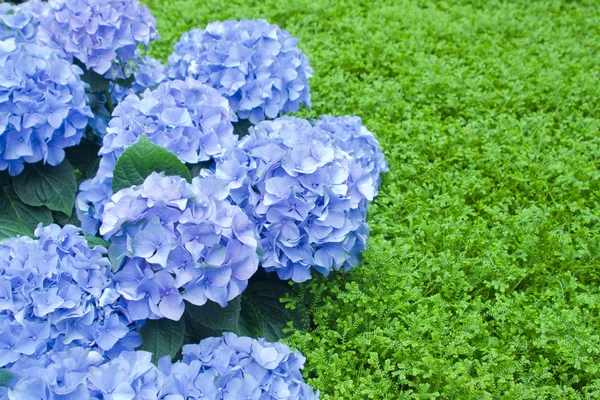 Hortensia backgrund — Stockfoto