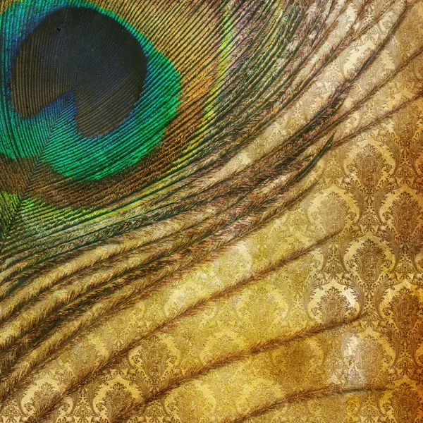 Vintage grunge background with peacock feather — Stock Photo, Image