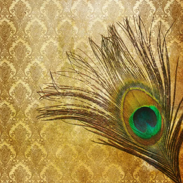 Vintage grunge achtergrond met peacock feather — Stockfoto