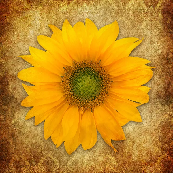 Vintage grunge Background with sunflower — Stock Photo, Image