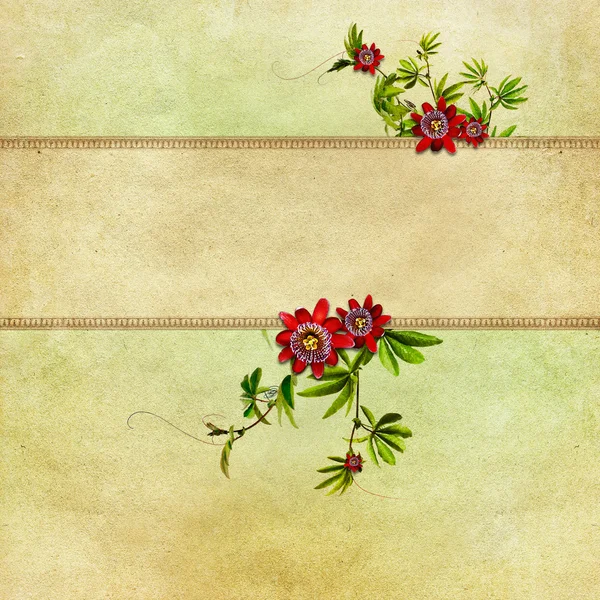 Vintage flower background — Stock Photo, Image