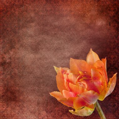 Lale ile Vintage shabby chic arka plan