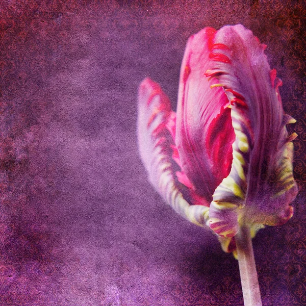 Vintage shabby chic background with tulip — Stock Photo, Image