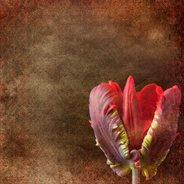 Винтажный обветшалый шикарный фон с тюльпаном — стоковое фото