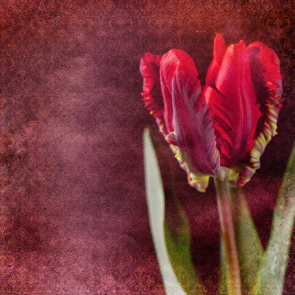 Vintage shabby fond chic avec tulipe — Photo