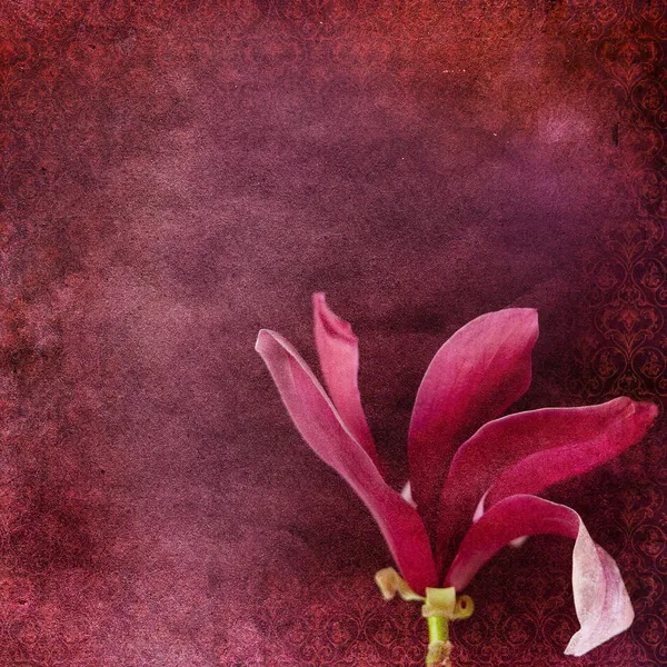 Vintage sfondo shabby chic con magnolia — Foto Stock
