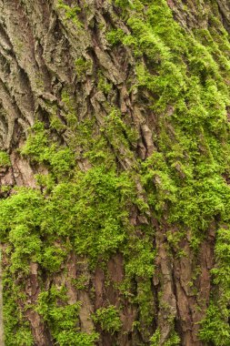 Ağaç kabuğu ve yosun