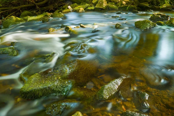 Brook in the forest — Stock Photo, Image