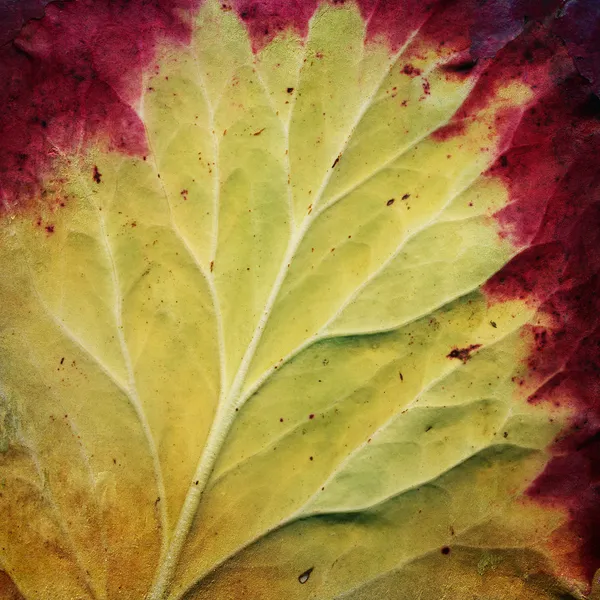 Vintage shabby chic background with autumn leaf — Stock Photo, Image