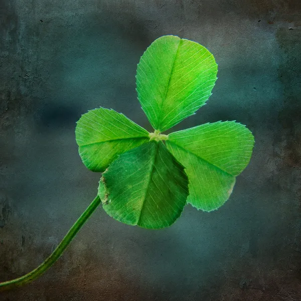 Four leaf clover — Stock Photo, Image