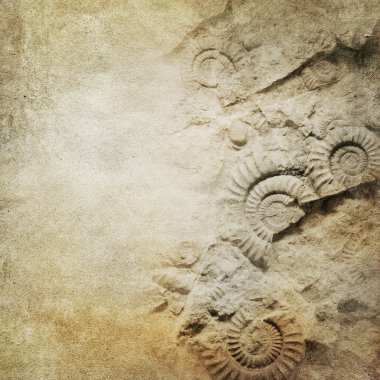 Vintage paper background with fossils clipart