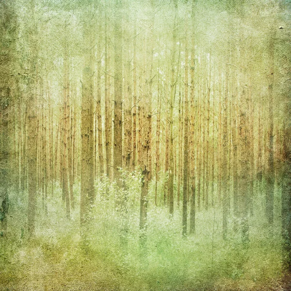 Vintage forest landscape background — Stock Photo, Image