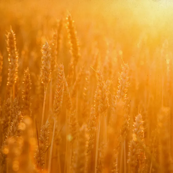 Majsfält i gyllene solljus — Stockfoto