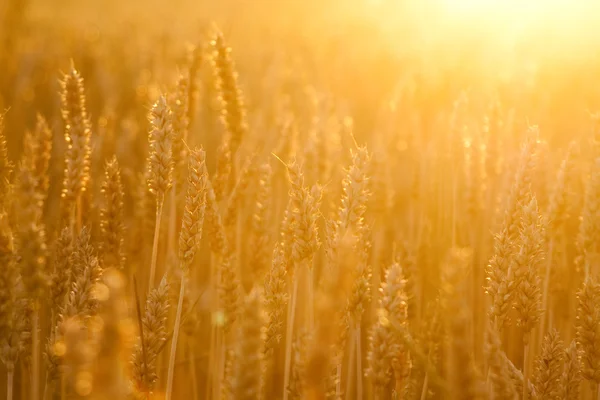 Majsfält i gyllene solljus — Stockfoto