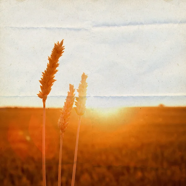 Campo de maíz a la luz del sol —  Fotos de Stock