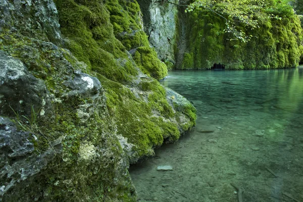 Forest lake — Stock Photo, Image