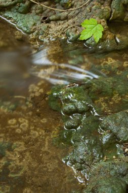 küçük bir dere akçaağaç yaprağı