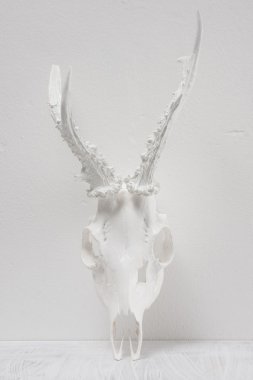 Beyaz geyik boynuzu
