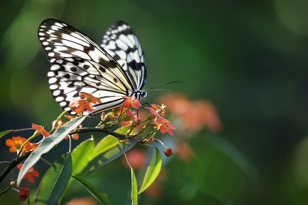 Beautiful butterfly on red flowers — Stock Photo, Image