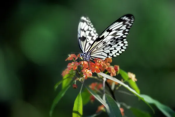 Beau papillon sur fleurs rouges — Photo