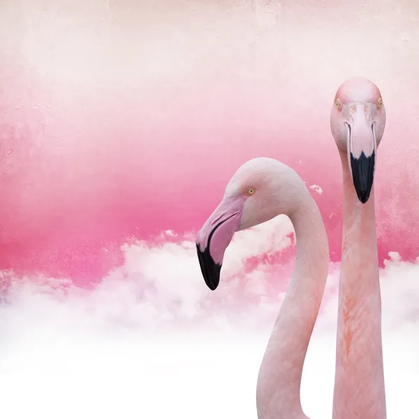 Fond rose flamant rose — Photo