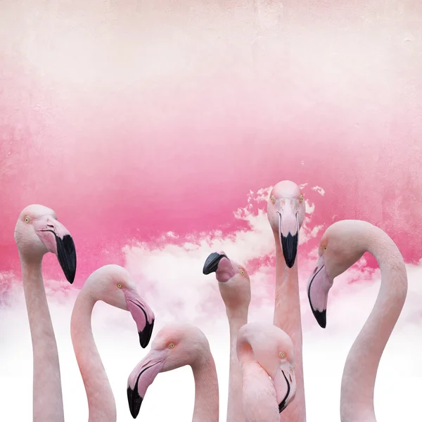 Roze flamingo achtergrond — Stockfoto