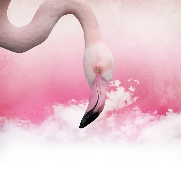 Roze flamingo achtergrond — Stockfoto