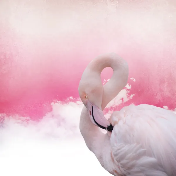 Fond rose flamant rose — Photo