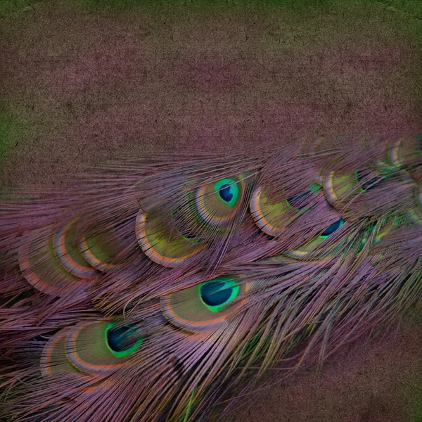 Piękne pawie pióro tło — Zdjęcie stockowe