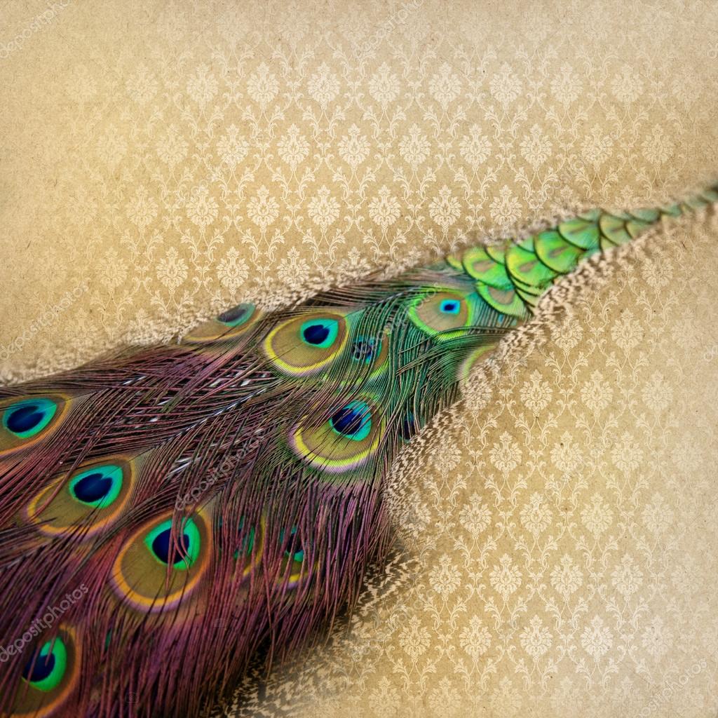 Beautiful peacock feather background Stock Photo by ©piolka 38726907