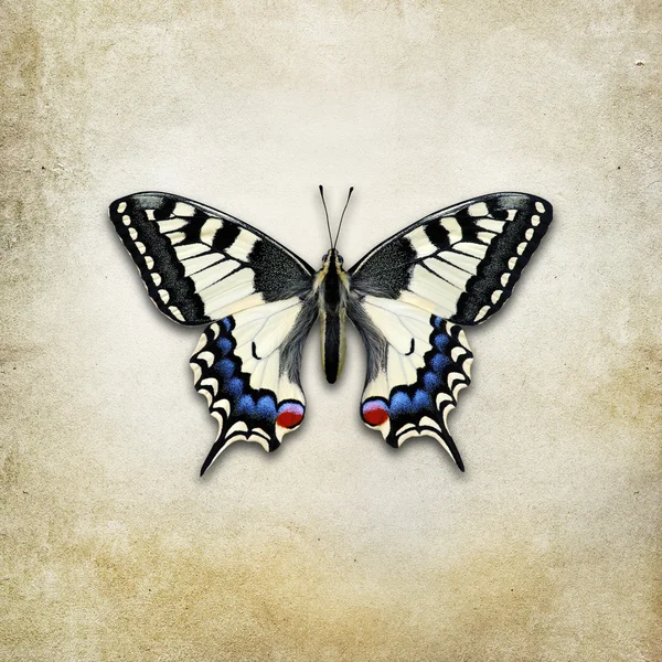 Винтажный фон с бабочками — стоковое фото