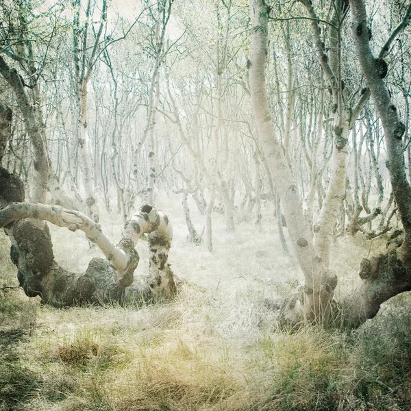 Винтажный лес — стоковое фото