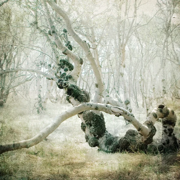Vintage forest background — Stock Photo, Image