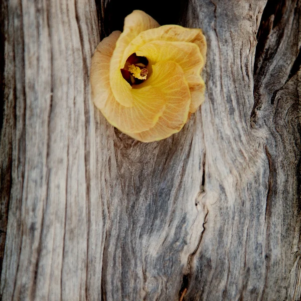 Legno e fiore grunge sfondo — Foto Stock