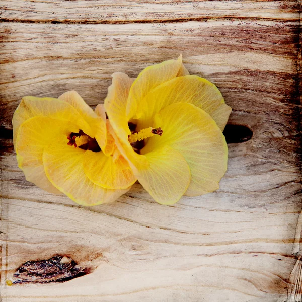 Wood and flower grunge background — Stock Photo, Image