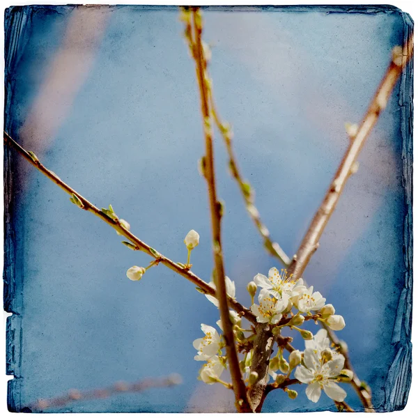 Primavera flor fundo — Fotografia de Stock