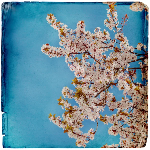 Spring blossom background — Stock Photo, Image