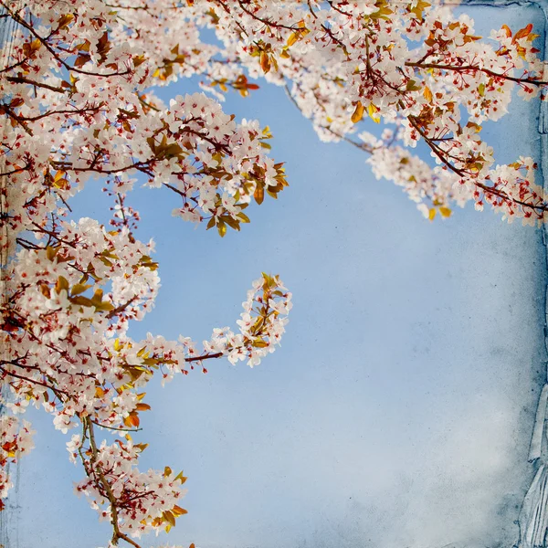 Spring blossom background — Stock Photo, Image