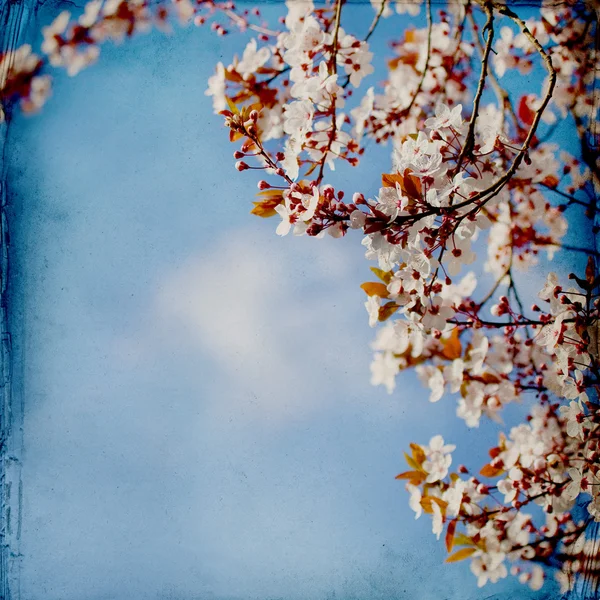 Hintergrund Frühlingsblüte — Stockfoto