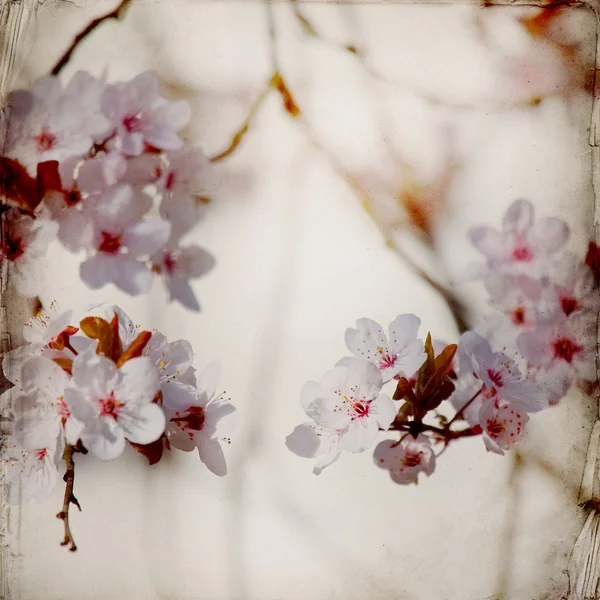 Весна цвітіння фону — стокове фото