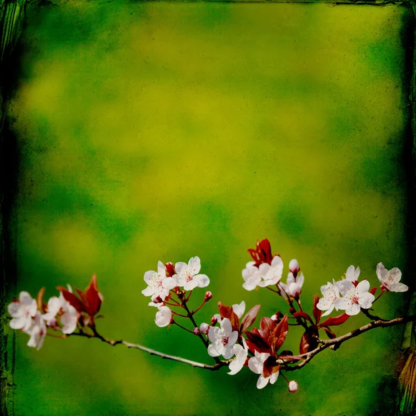 Spring blossom background — Stock Photo, Image